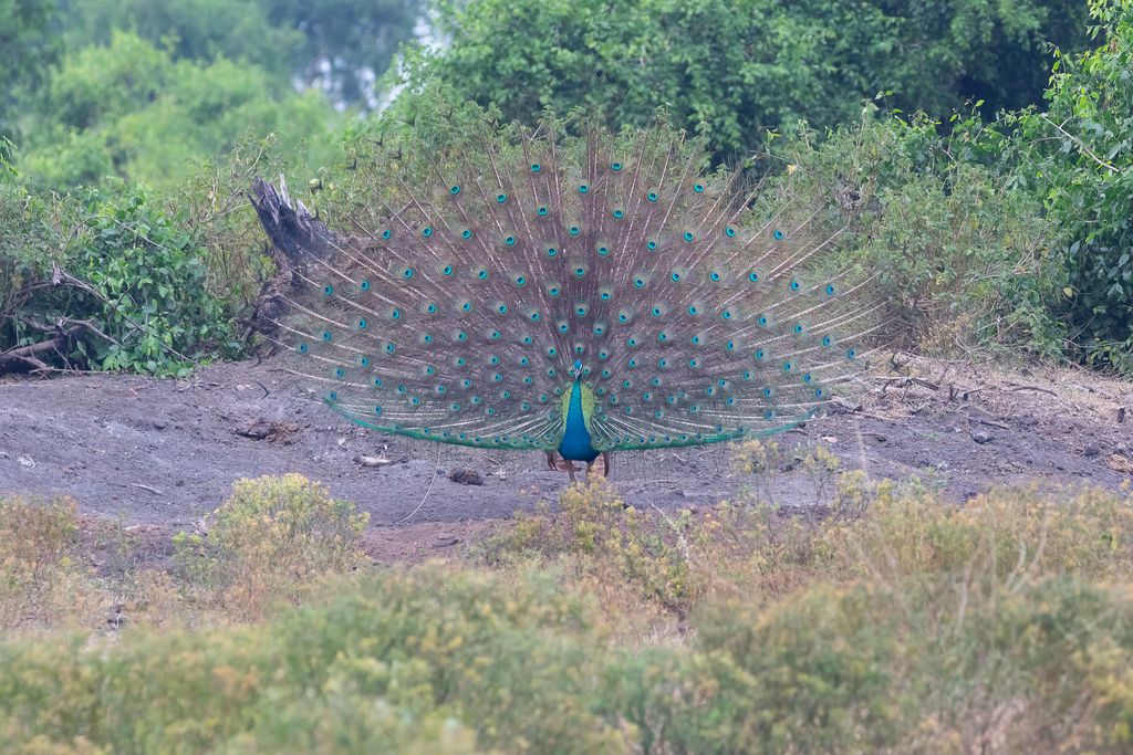 Pfau