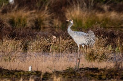 Vögel in Schweden