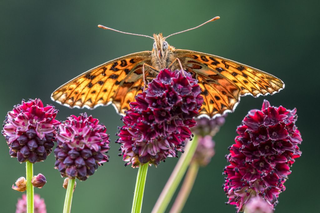 Natternkopf-Perlmutterfalter auf Blume