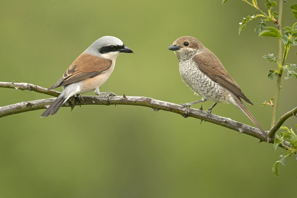 Neuntöter Männchen und Weibchen auf einem Ast