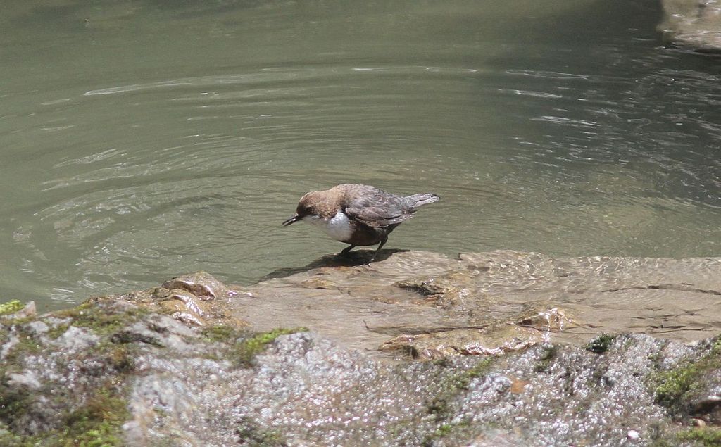 Wasseramsel Österreich Micha Neumann