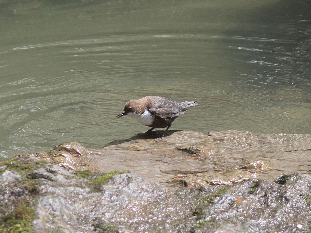 Wasseramsel Österreich Micha Neumann