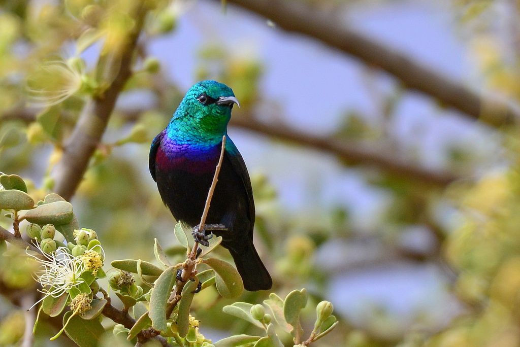 Bindennektarvogel Tansania Volker Sthamer