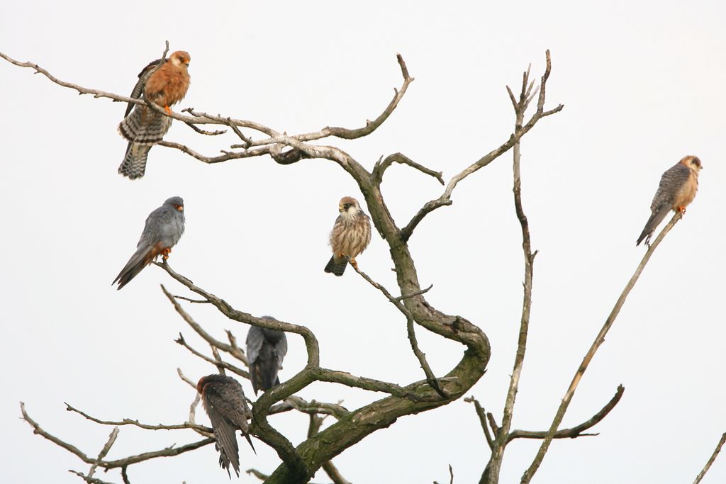 Rotfussfalke (Janos Olah)