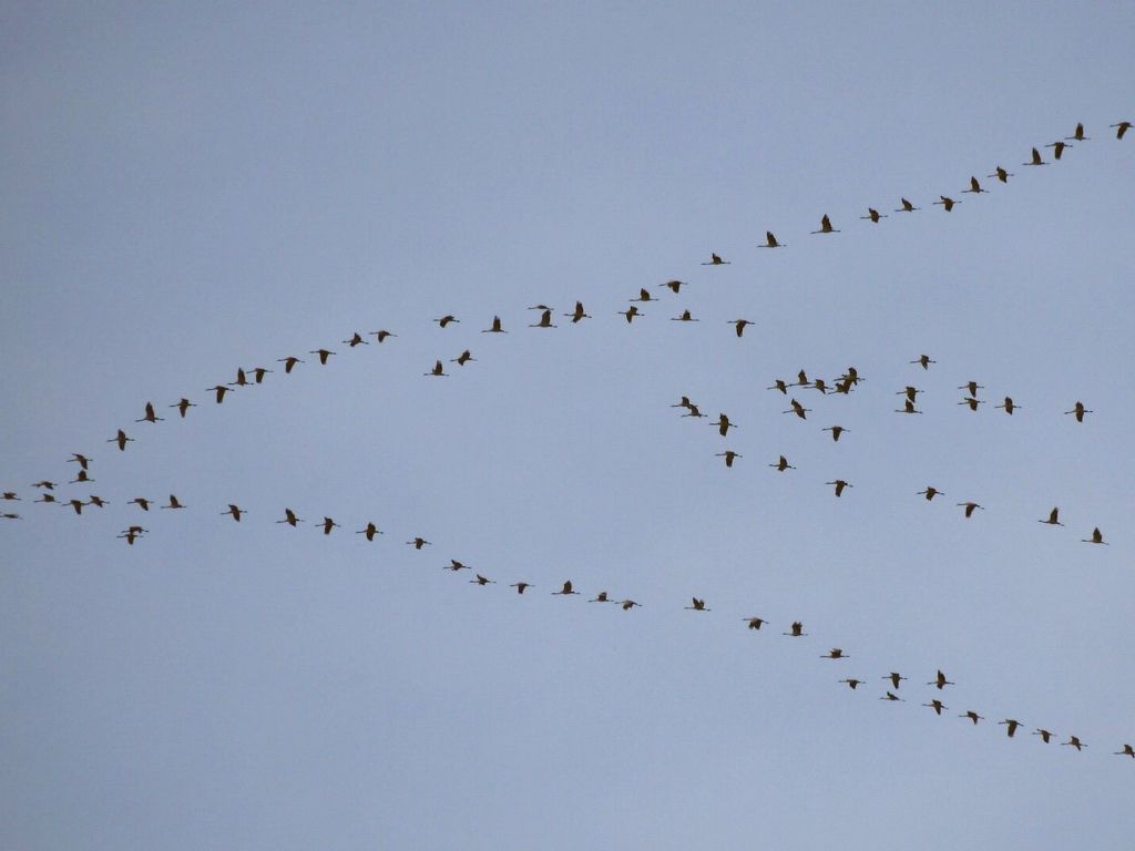 kraniche in formation am himmel