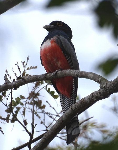 Blauscheiteltrogon Pantanal Chris Engelhardt