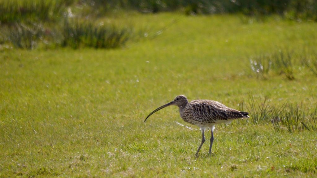 Großer Brachvogel, Niedrrhein, TGP
