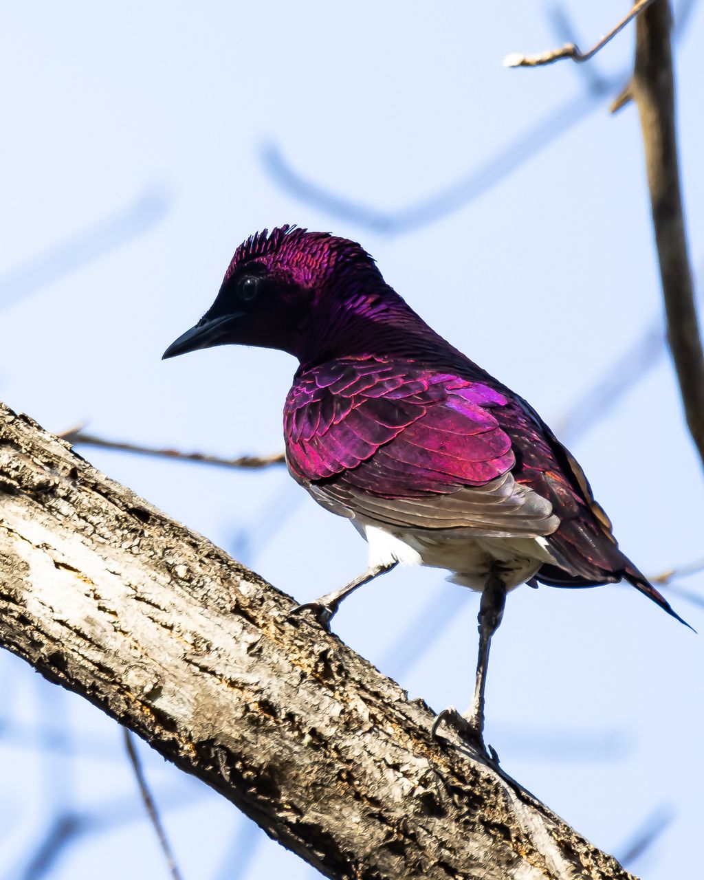 Namibia A.Voigts