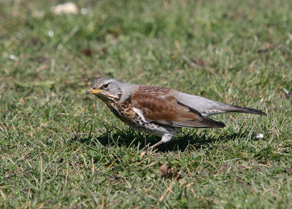 Wacholderdrossel Deutschland Christoph Moning