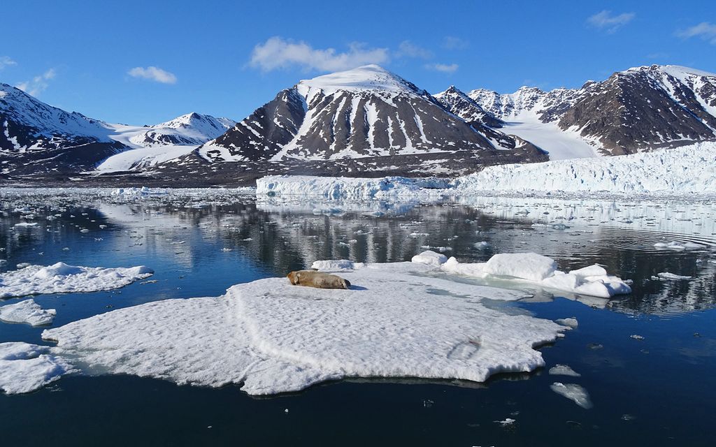 Bartrobbe Spitzbergen Svalbard Christoph Moning