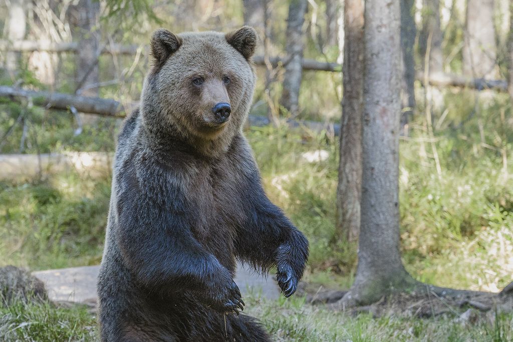 Bär Estland Holger Tange