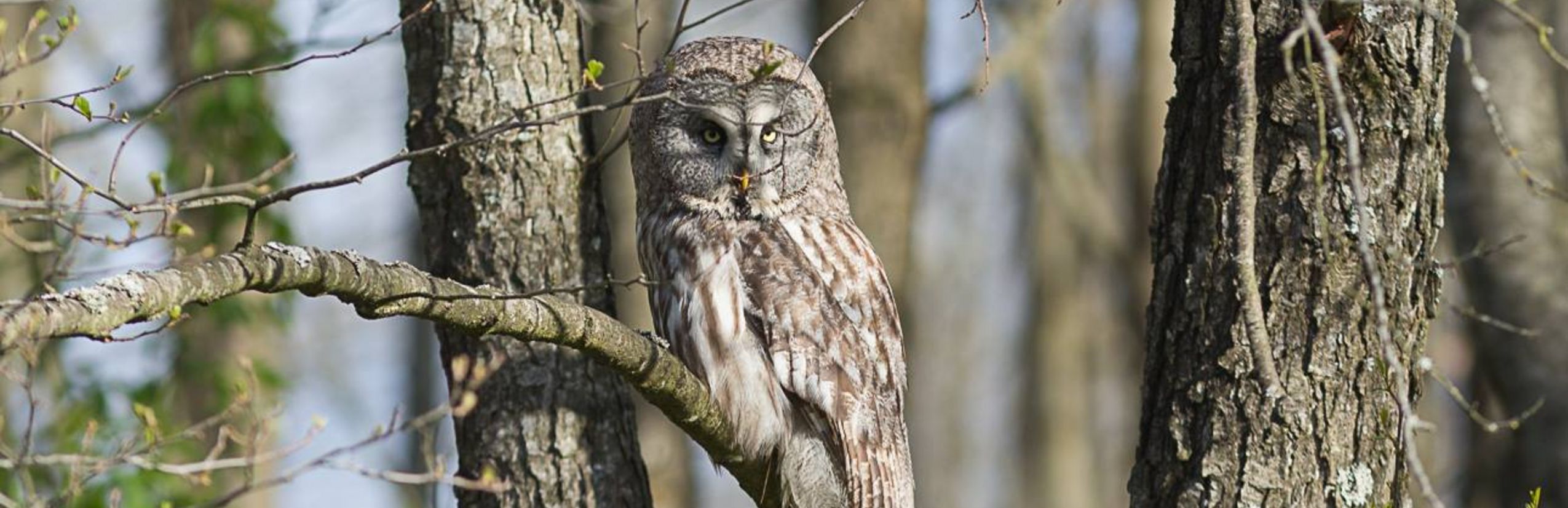 Bartkauz auf einem Ast im Wald