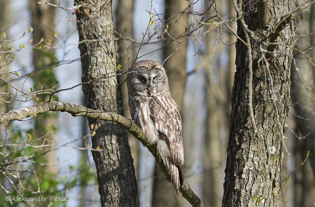 Bartkauz auf einem Ast im Wald