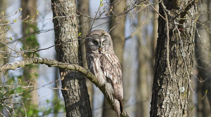 Bartkauz auf einem Ast im Wald