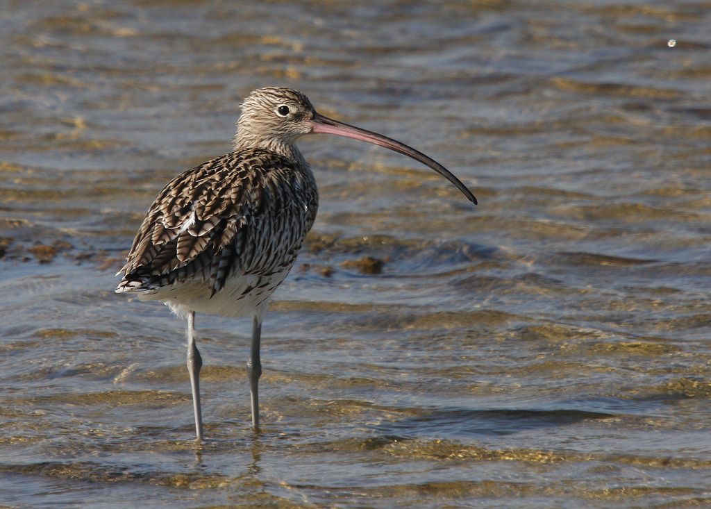 Großer Brachvogel Oman Großer Brachvogel