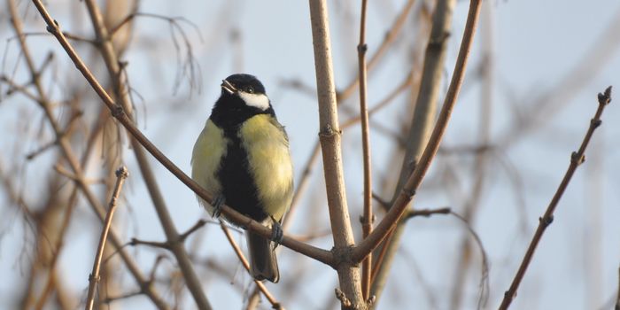 Kohlmeise (T. Grieson.Pflieger)