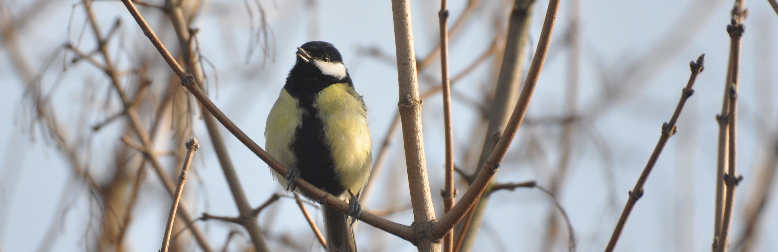 Kohlmeise (T. Grieson.Pflieger)