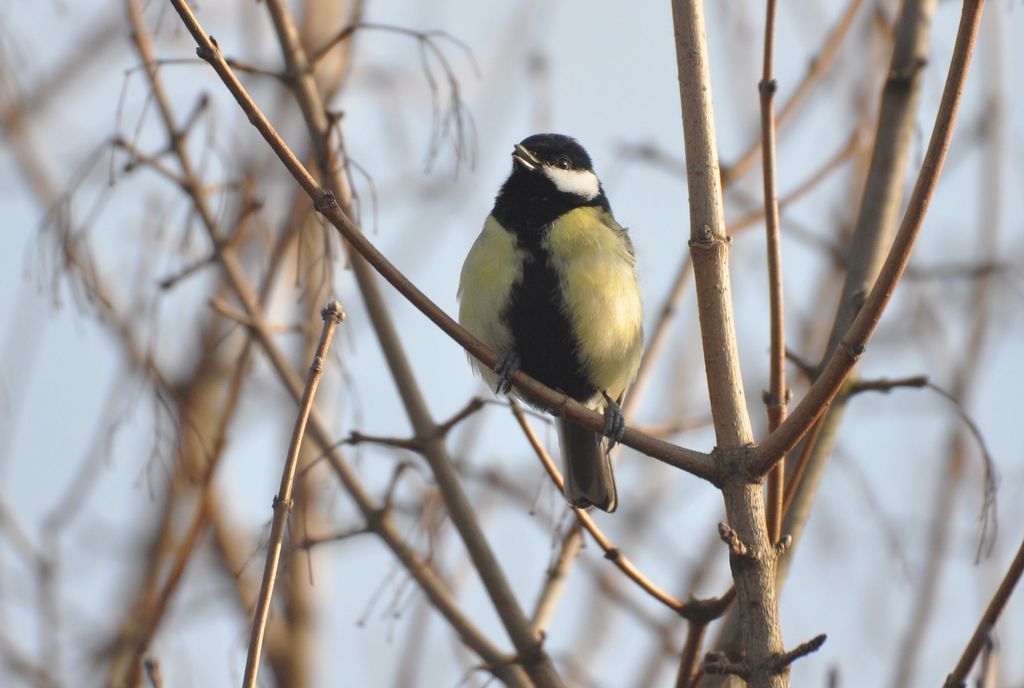 Kohlmeise (T. Grieson.Pflieger)