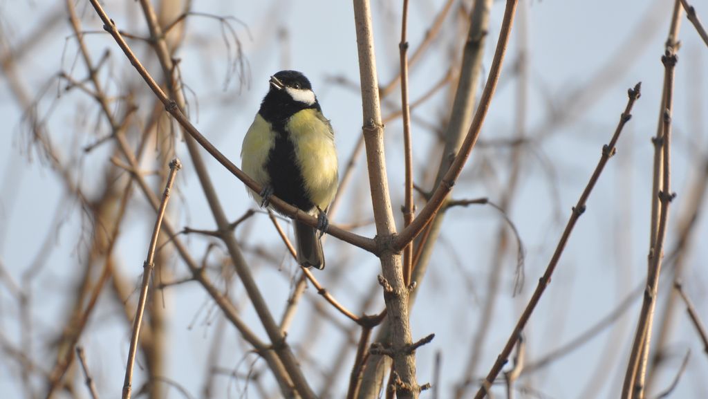 Kohlmeise (T. Grieson.Pflieger)