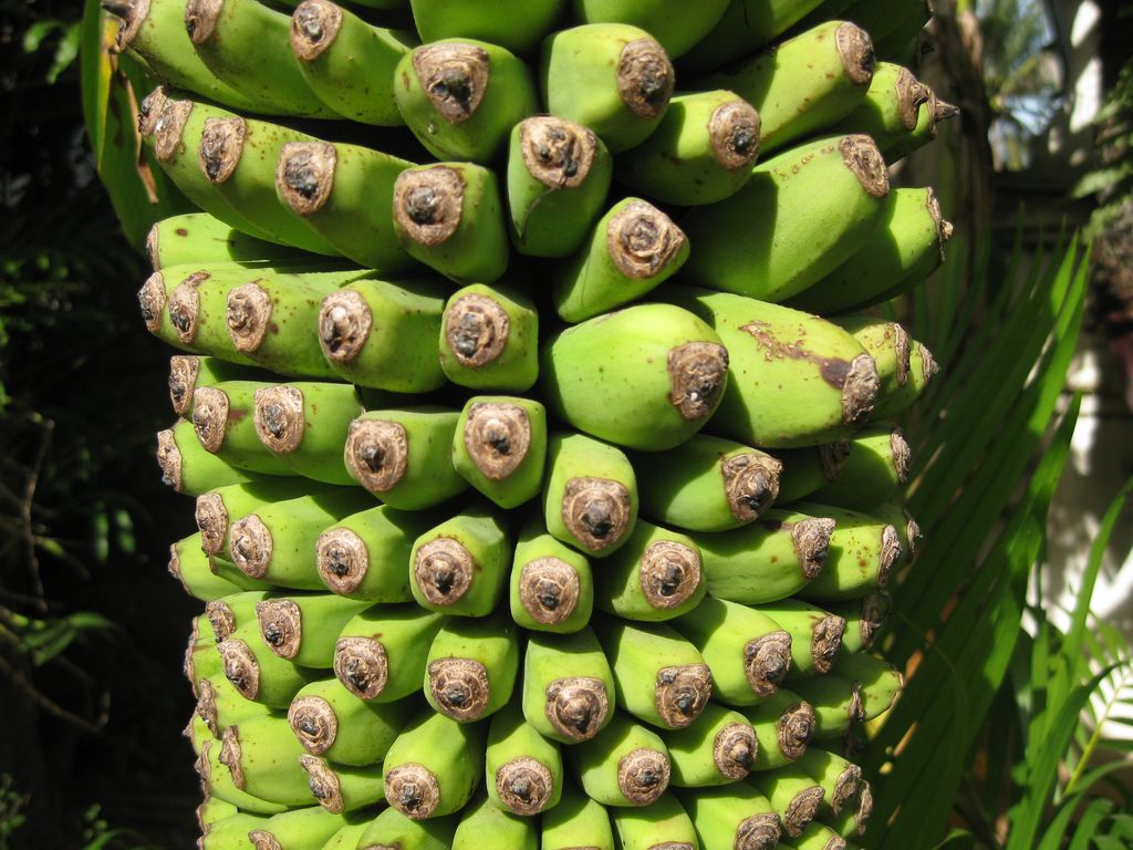 Bananenstaude in Kambodscha (Diana S.)