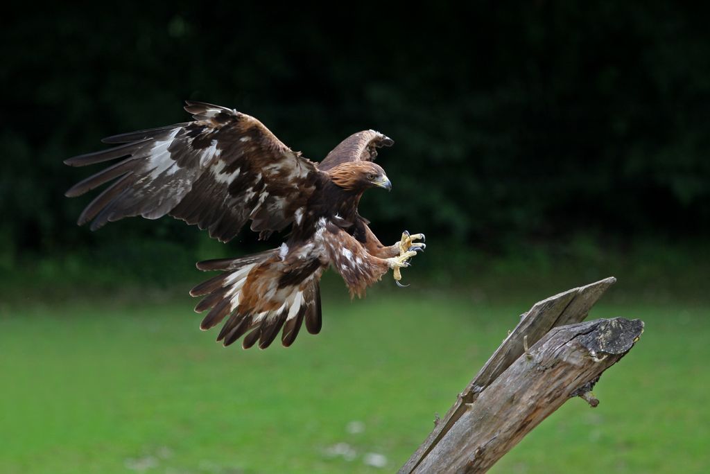 Steinadler Deutschland Christoph Moning