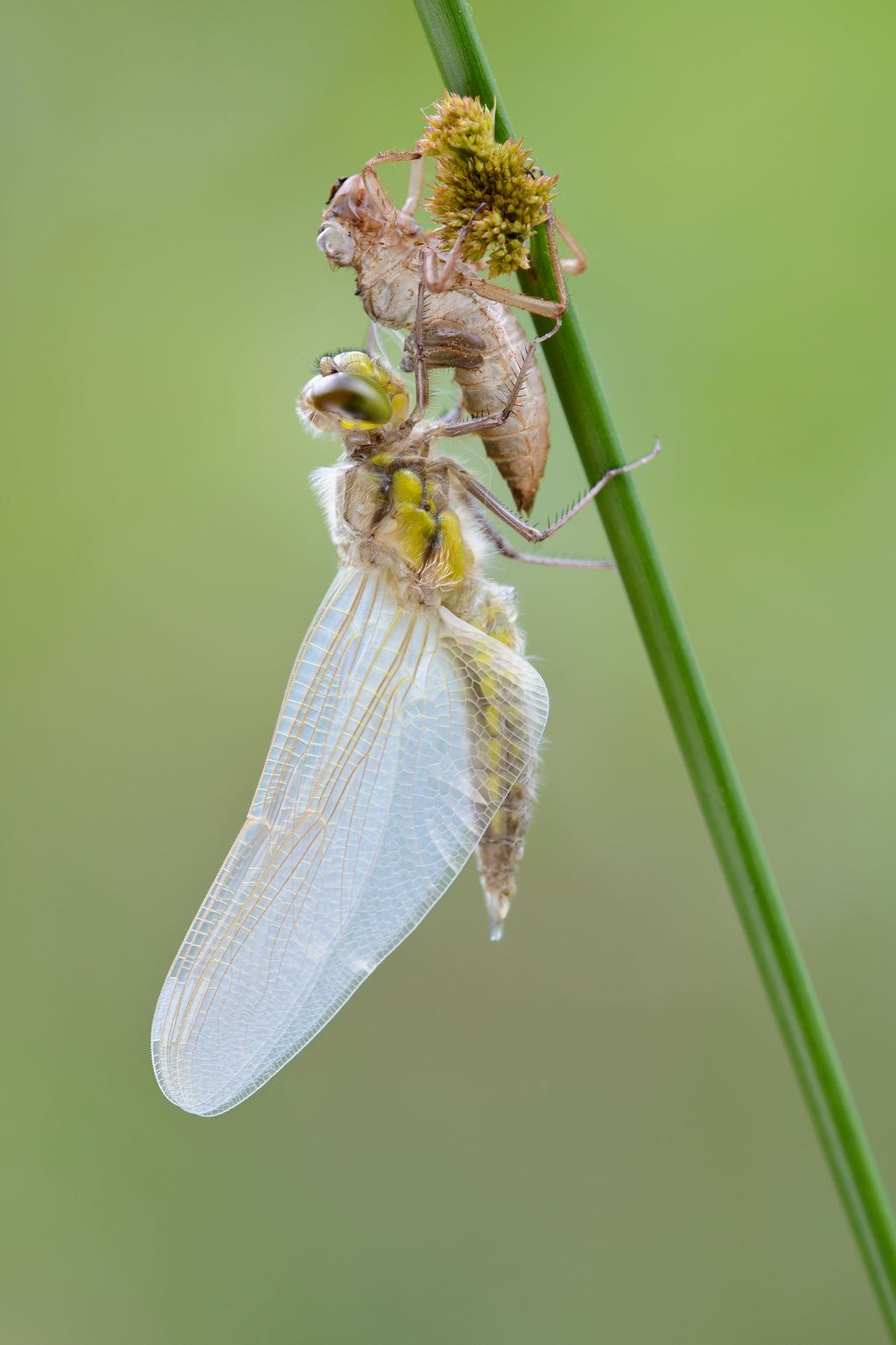 Entpuppte Libelle (Willi Rolfes)