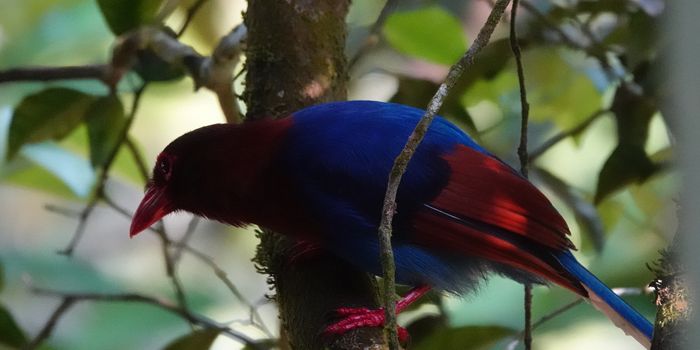 Vogelbeoachtung Sri Lanka - Reisebericht