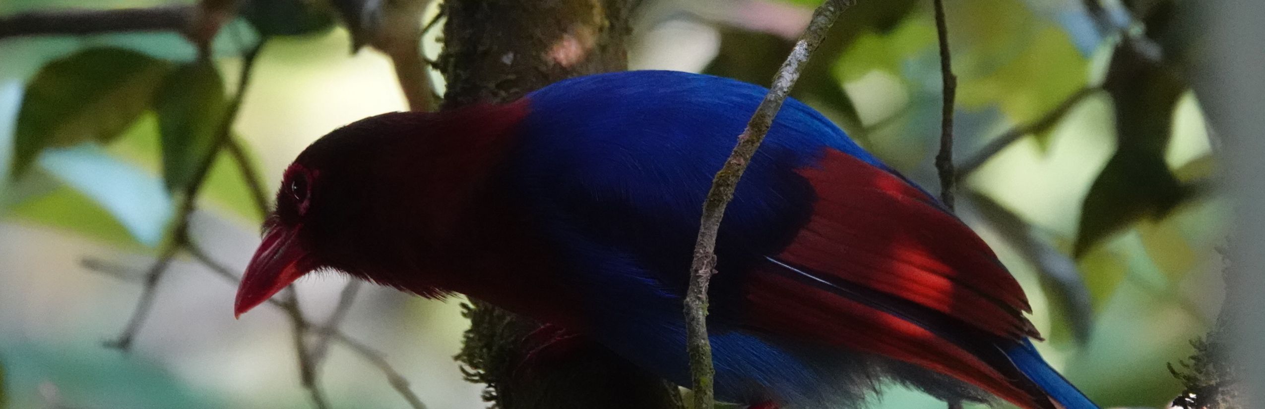 Vogelbeoachtung Sri Lanka - Reisebericht