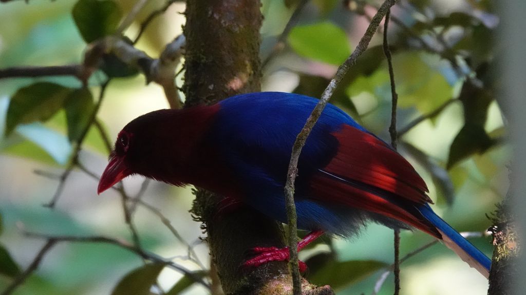 Vogelbeoachtung Sri Lanka - Reisebericht