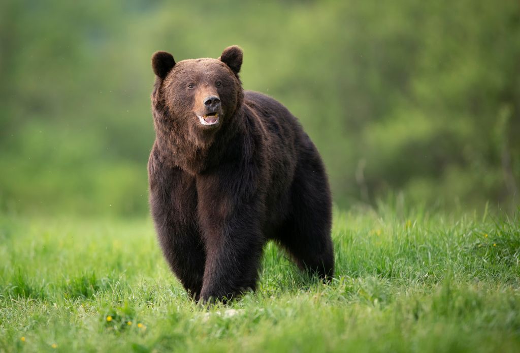 Bär Estland
