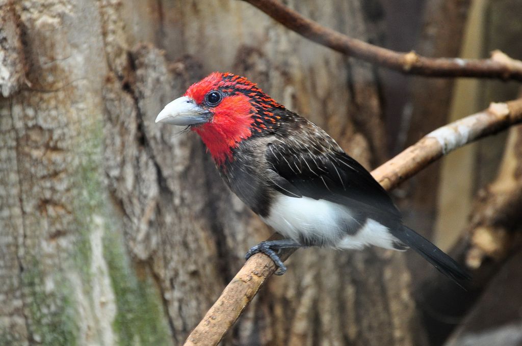 Braunbrust-Bartvogel Tansania Volker Sthamer