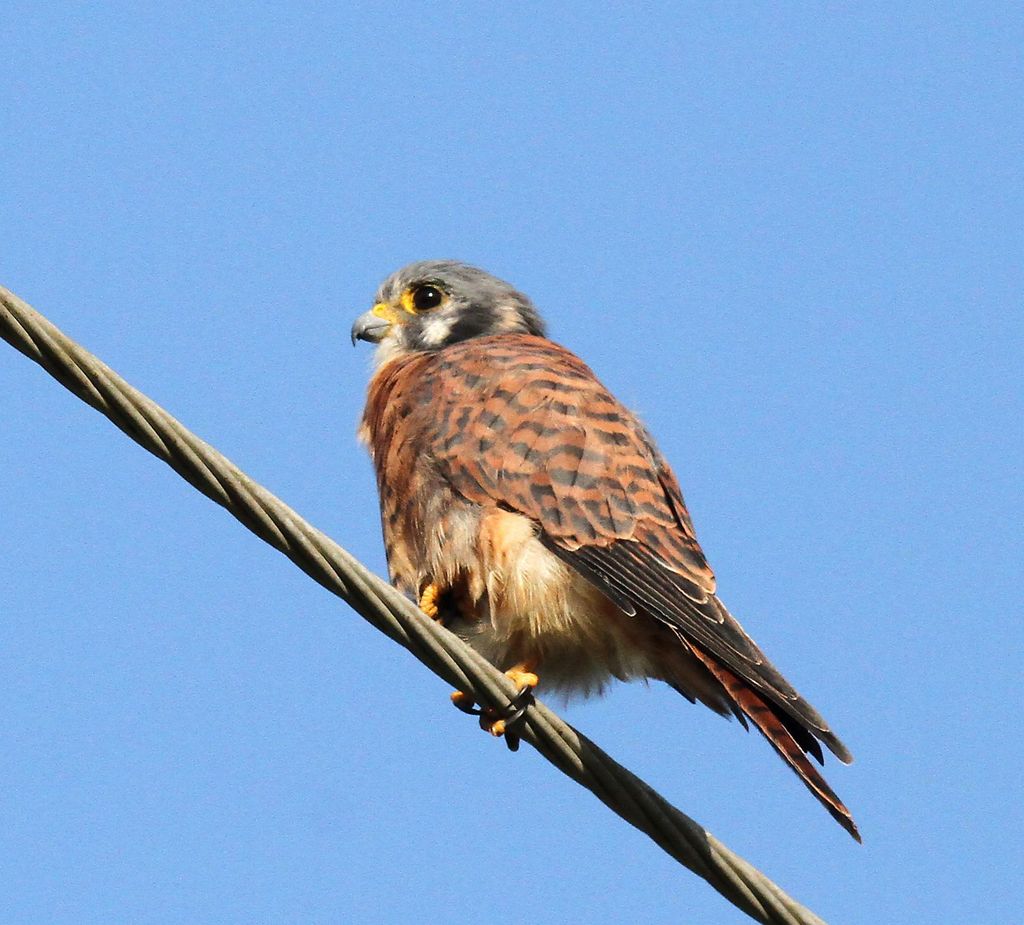 Buntfalke Kuba Rolf Schneider