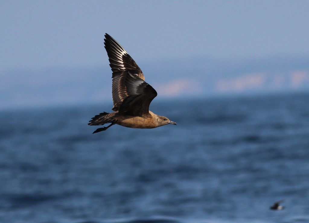 Skua Portugal Georg Schreier