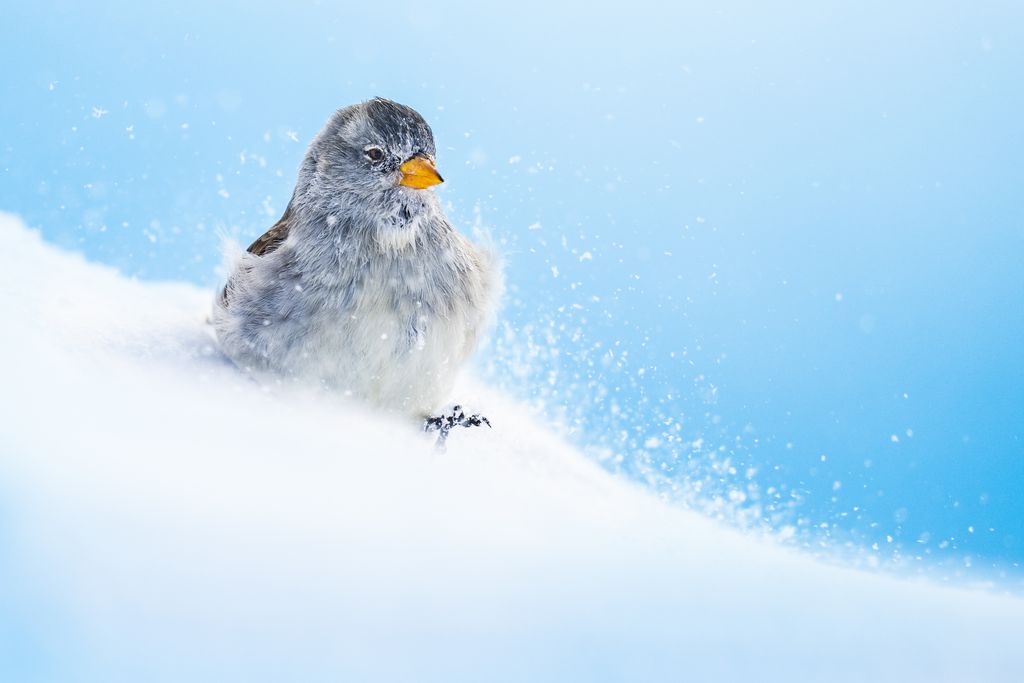 Schneesperling