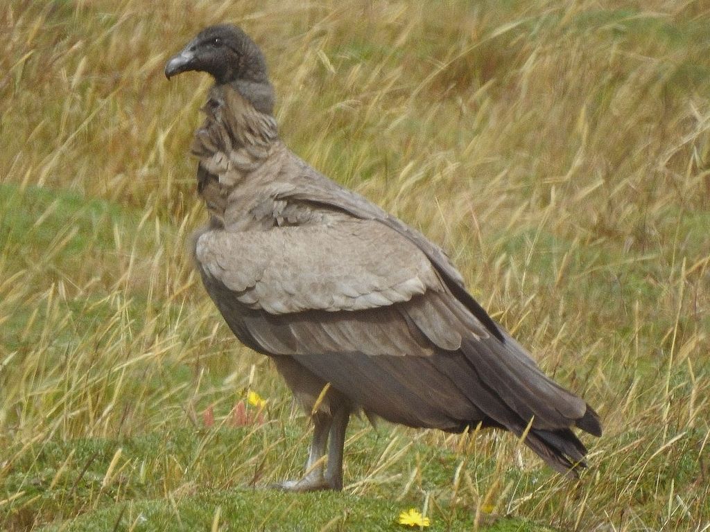 Andenkondor (G. Rojas)