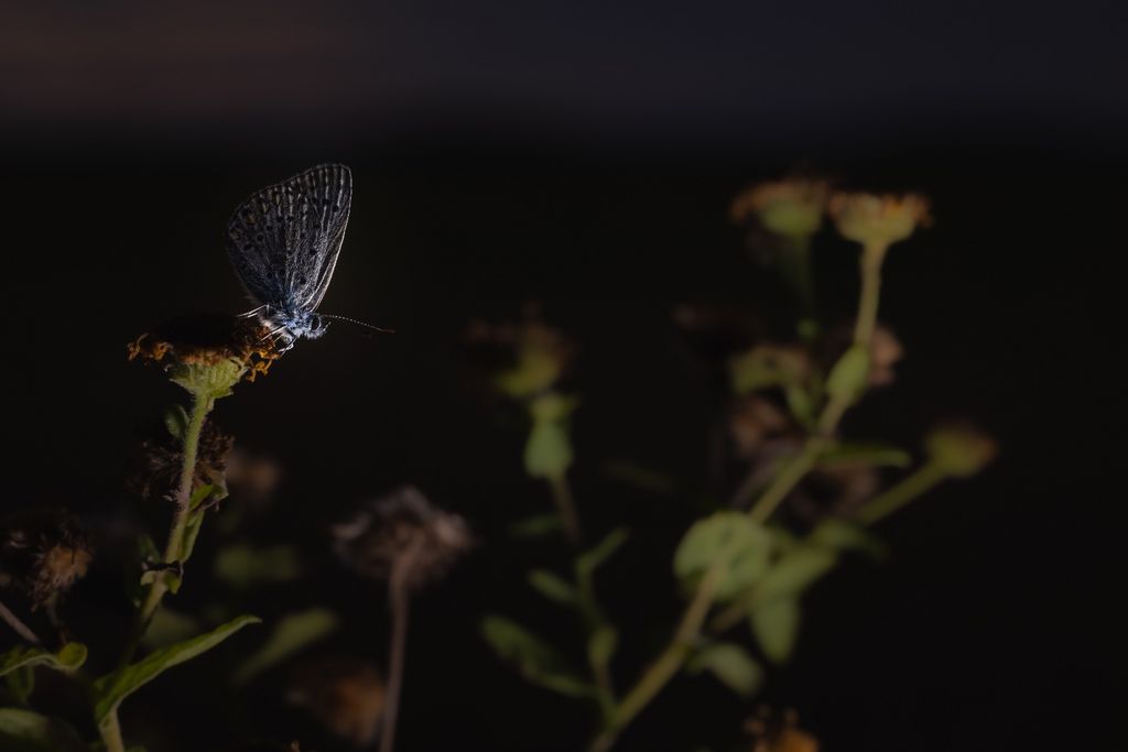 Blaeuling (A. Mekinulov)