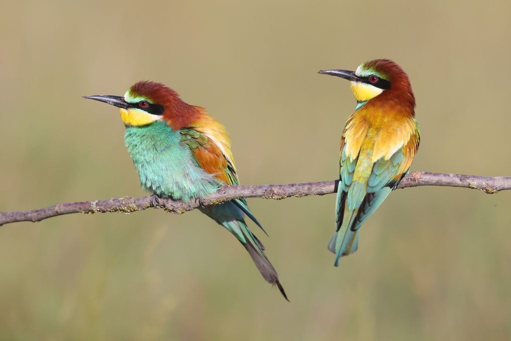 Bienenfresser (Janos Olah)