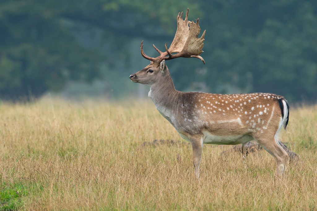 Wild auf Rügen (W. Rolfes)