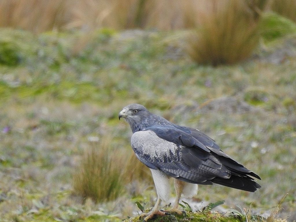 Andenbussard (G. Rojas)