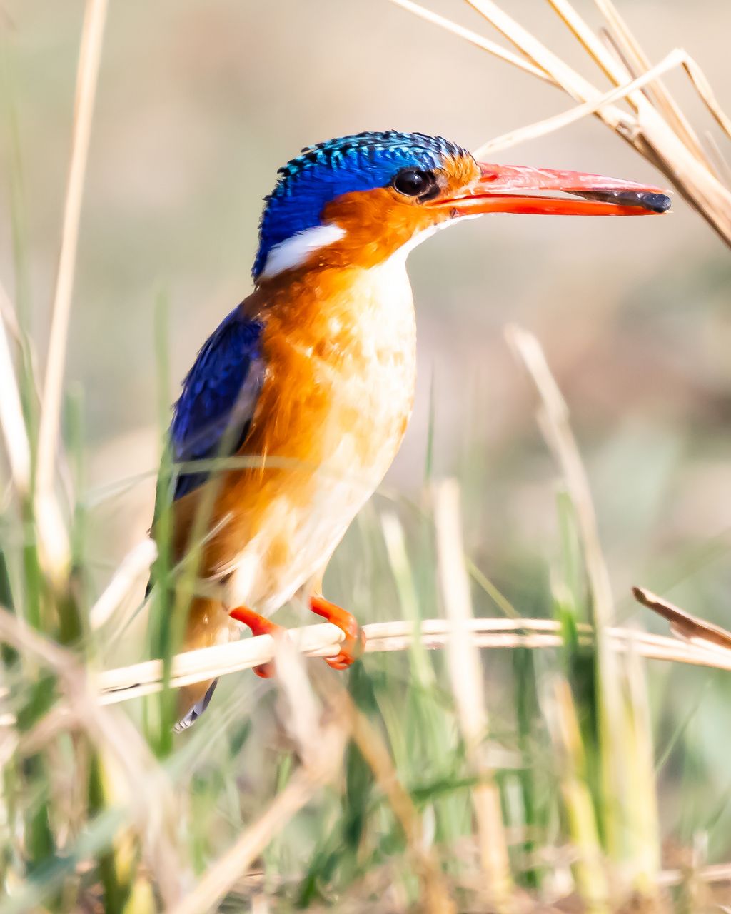 Namibia A.Voigts