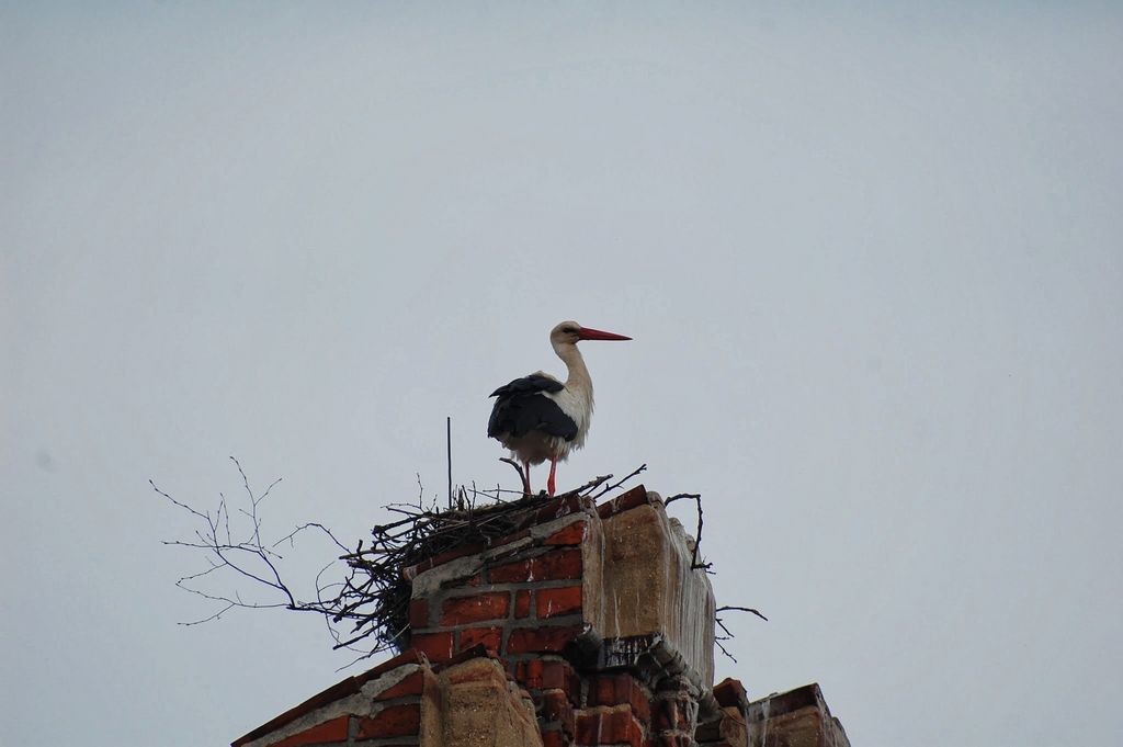 Weissstorch im Nest - Vogelstimmen erkennen