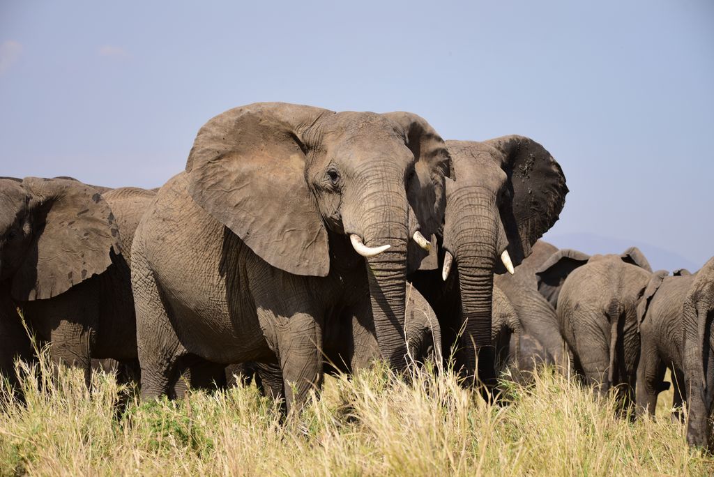 Elefant Uganda Volker Sthamer