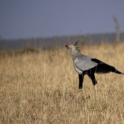 Sekretär Kenia Thomas Griesohn-Pflieger