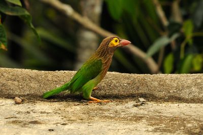 Braunkopfbartvogel in Sri Lanka