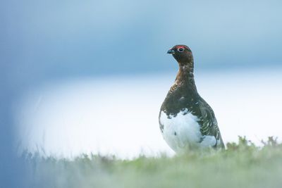 Moorschneehuhn in Norwegen