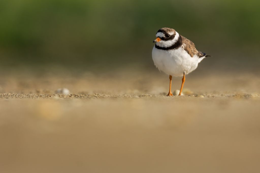 Sandregenpfeifer (N. Stettler)