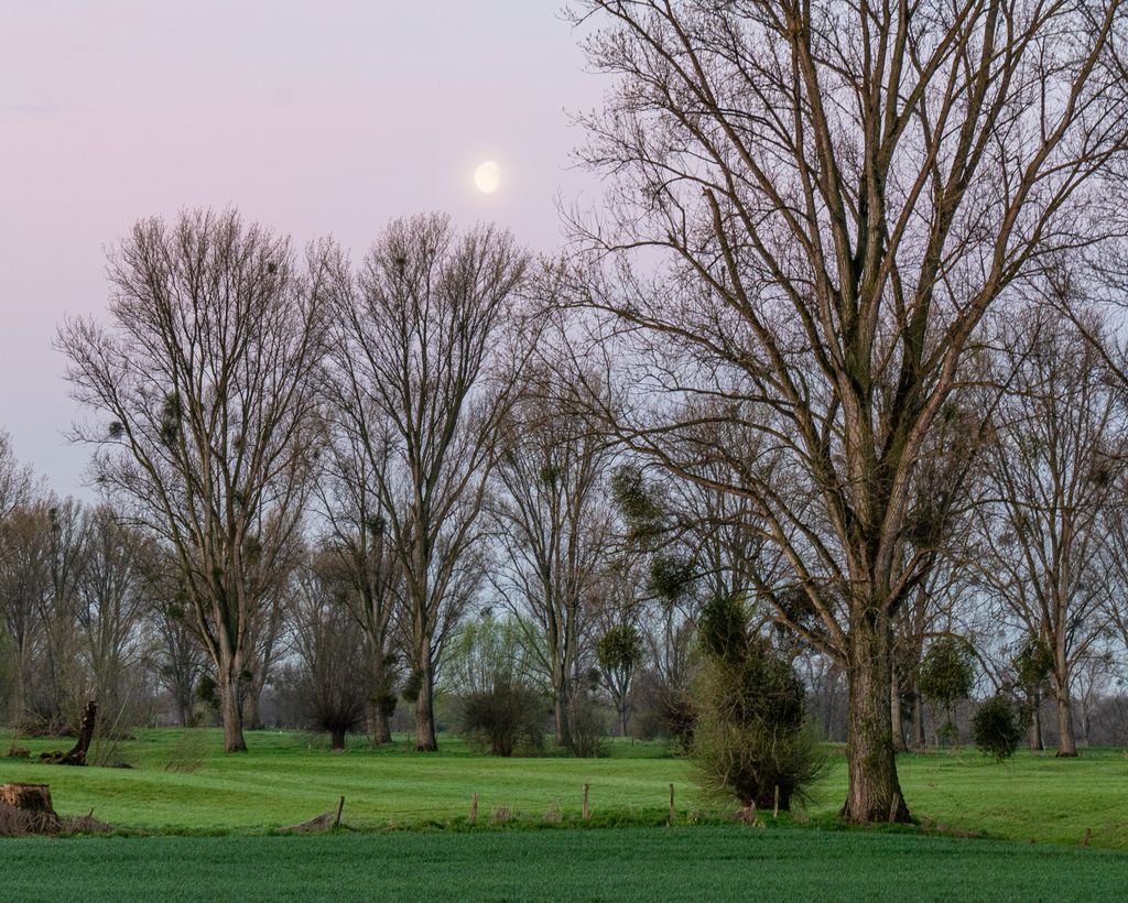 Düsseldorf (S. Schröder-Esch)