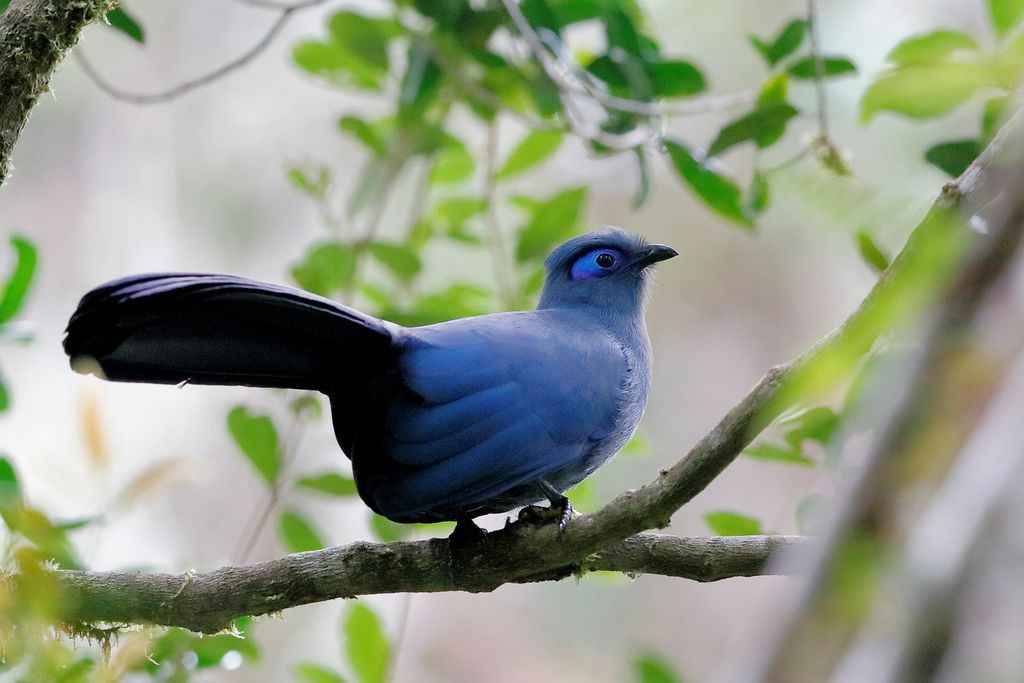 Blauseidenkuckuck Madagaskar H. Teichmann