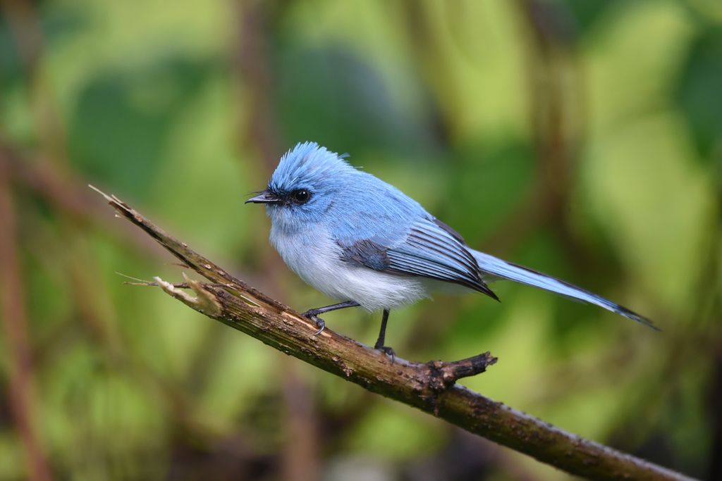 Blauhaubenschnäpper Uganda Volker Sthamer