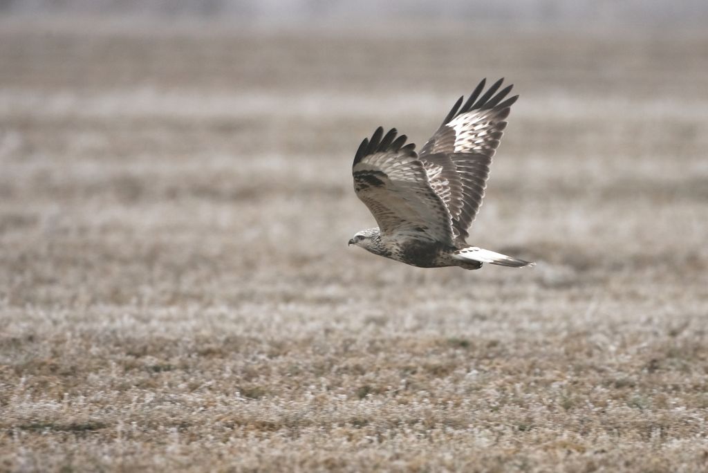 Raufußbussard (J. Olah)